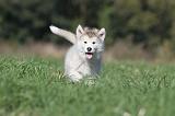 ALASKAN MALAMUTE 114